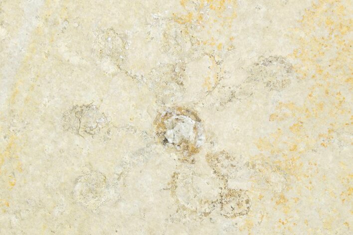 Floating Crinoid (Saccocoma) Fossil - Solnhofen Limestone #351008